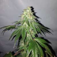 Gonzo Seeds Couch Potato - foto de Gonzoseeds