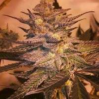 Gonzo Seeds Purple Slush - foto de Gonzoseeds