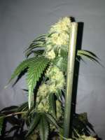 Gonzo Seeds White Narco - foto de Gonzoseeds