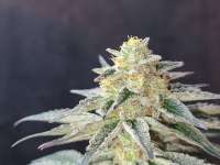 Gorilla Gas Genetics Monkey Bars - foto de Therealgorillagas