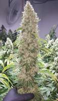 Grandmas Genetics Banana Crush - foto de Alexterminateur