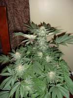 GreenLabel Seeds AK Widow 47 - foto de wayniac917