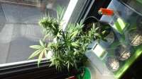 GreenLabel Seeds Automatic Mary - foto de OrganicHerb