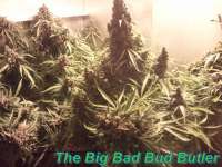 GreenLabel Seeds Automatic Mega Bud - foto de Schatenstein