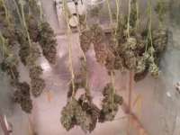 GreenLabel Seeds Automatic Mega Bud - foto de Schatenstein