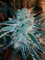 GreenLabel Seeds Everest Bud - foto de grinspoon