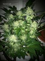 GreenLabel Seeds Everest Bud - foto de MrQnQ