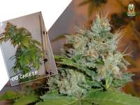 GreenLabel Seeds OG Cheese - foto de AT187