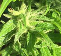 Green House Seeds Arjan's Haze #1 - foto de Emeraldo