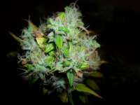 Imagen de BuDDust (Arjans Haze Nr3)