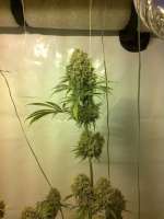 Imagen de admin (Arjans Strawberry Haze)