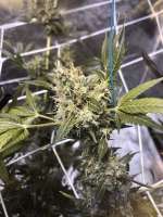 Imagen de Majeskul (Arjans Strawberry Haze)