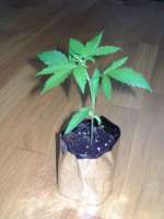 Green House Seeds Auto-Bomb - foto de spliffmaster