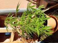 Imagen de swissfarmer (Auto Jack Herer)