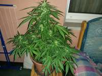 Green House Seeds Auto Jack Herer - foto de swissfarmer