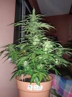 Imagen de swissfarmer (Auto Jack Herer)