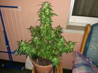 Imagen de swissfarmer (Auto Jack Herer)