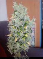 Imagen de DrJekyll (Big Bang Autoflowering)