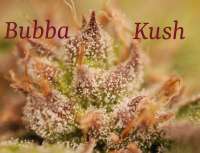 Green House Seeds Bubba Kush - foto de hankpankwank