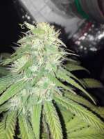 Imagen de FragKush (Bubba Kush)