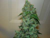 Imagen de cheifyc (Bubba Kush)