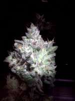 Imagen de RapidGold (Bubba Kush)