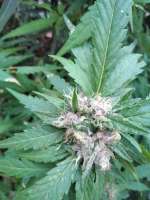 Green House Seeds Dark Phoenix - foto de GratefulUndead