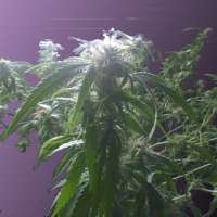 Green House Seeds Diamond Girl - foto de AK47u