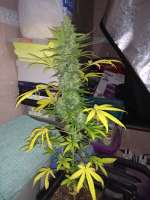 Green House Seeds Exodus Cheese Automatic - foto de LLergers