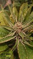 Green House Seeds Great White Shark - foto de admin