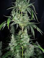 Green House Seeds Hawaiian Snow - foto de BuDDust