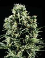 Imagen de SativaFred (Himalaya Gold)