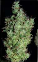 Green House Seeds Himalaya Gold - foto de SativaFred