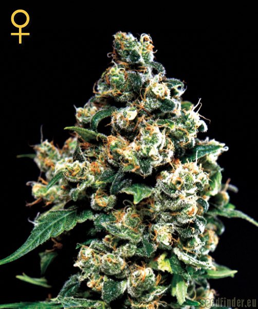 Green House Seeds Jack Herer