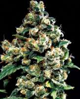 Imagen de SativaFred (Jack Herer)