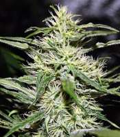 Imagen de SativaFred (Jack Herer)