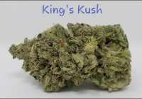 Green House Seeds King's Kush - foto de TheHappyChameleon