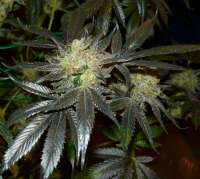 Imagen de mgpawn (Kings Kush)