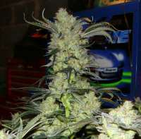 Imagen de mgpawn (Kings Kush)