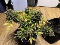 Green House Seeds King’s Kush Autoflowering CBD - foto de MCHigh