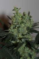 Green House Seeds Ladyburn 1974 - foto de admin