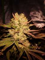 Green House Seeds Lemon Orange - foto de BigGreenBerlin