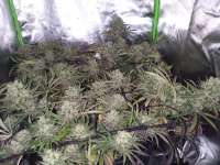 Green House Seeds Lemon Orange - foto de BigGreenBerlin