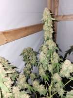 Green House Seeds Moby Dick - foto de Bucs007