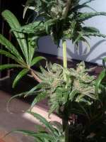 Imagen de cogollaco (Pure Kush)