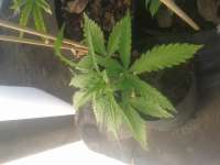 Green House Seeds Pure Kush - foto de manutara