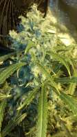 Imagen de budluv1979 [Super Lemon Haze]