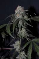 Imagen de Jubei [Super Lemon Haze]