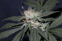 Imagen de Jubei (Super Lemon Haze)