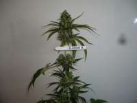 Imagen de merlin (Super Lemon Haze)